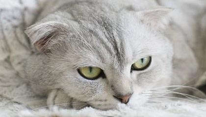 kaiyun官方入口登录-女子足球亚洲杯预选赛，中国队顺利晋级，女足亚洲杯2022